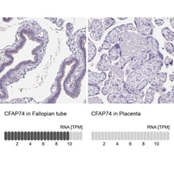CFAP74 Antibody, Novus Biologicals 0.1mL; Unlabeled:Antibodies, Polyclonal